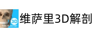 维萨里3D解剖